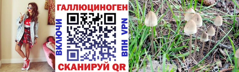 где можно купить наркотик  Бавлы  кракен вход  Галлюциногенные грибы Psilocybe 